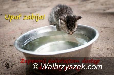 Region: W upał pamiętajmy o zwierzętach