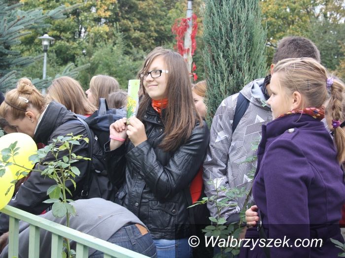 Wałbrzych: Żonkile zasadzone