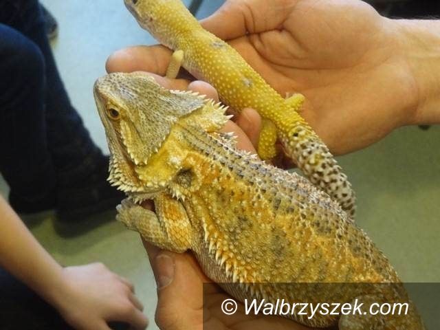 REGION, Boguszów-Gorce: Warsztaty z gadami