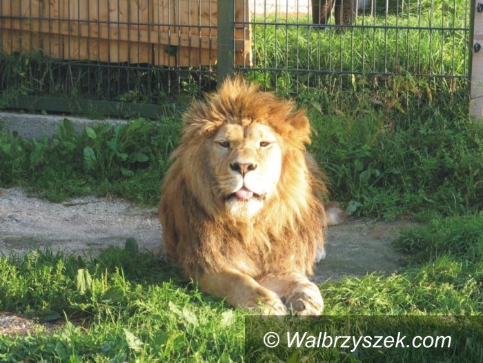 REGION, Mieroszów: Ogród zoologiczny w Gminie Mieroszów