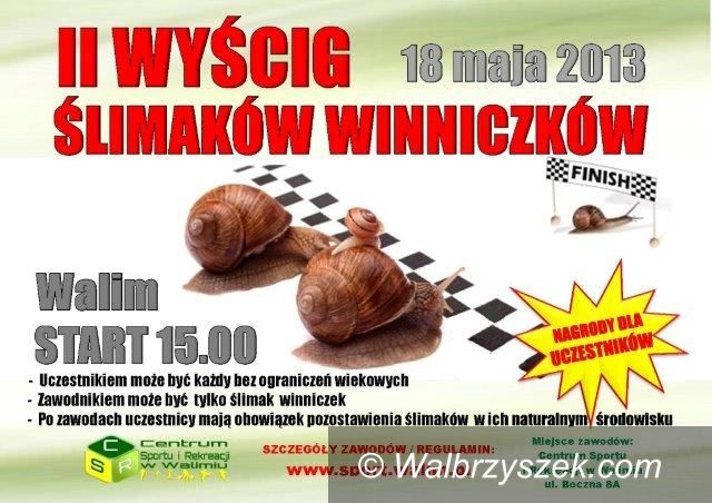 Walim: Będą się ścigać ślimaki