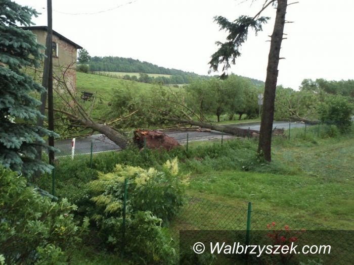 REGION, Głuszyca: Wiatr powyrywał drzewa