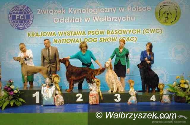 Świebodzice: Grzywacze i inne piękności