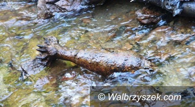 REGION, Głuszyca: Niewybuchy z czasów II Wojny Światowej w Głuszycy