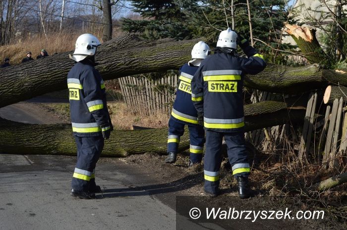 Stare Bogaczowice: Powalone drzewa w Starych Bogaczowicach