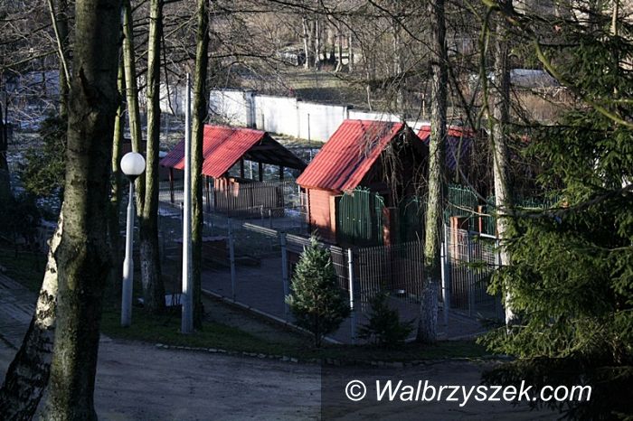 Wałbrzych: Schronisko dla zwierząt nadal przepełnione