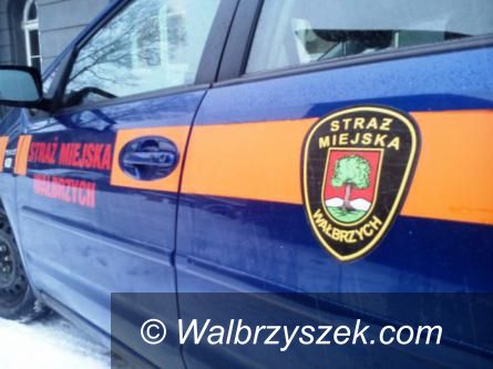 Wałbrzych: Wyciągnęli psa z potoku