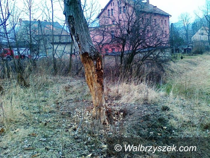 Wałbrzych: Wycinał 20–metrowe drzewo