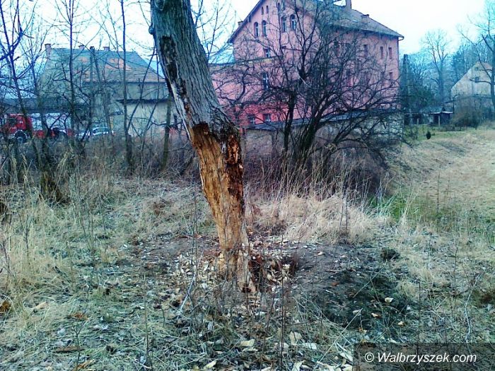 Wałbrzych: Wycinał 20–metrowe drzewo