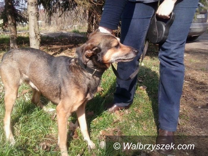Wałbrzych/Szczawno Zdrój: Piesek szuka domu