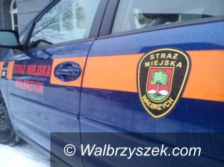 Wałbrzych: Wrzuciła dwa szczeniaki do śmietnika