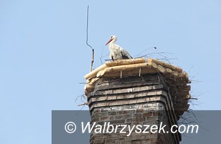 REGION, Mieroszów: Bociany wylądowały w Mieroszowie