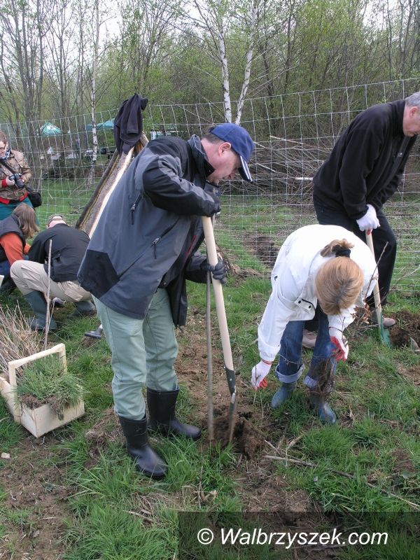 Region: Burmistrz sadził dęby