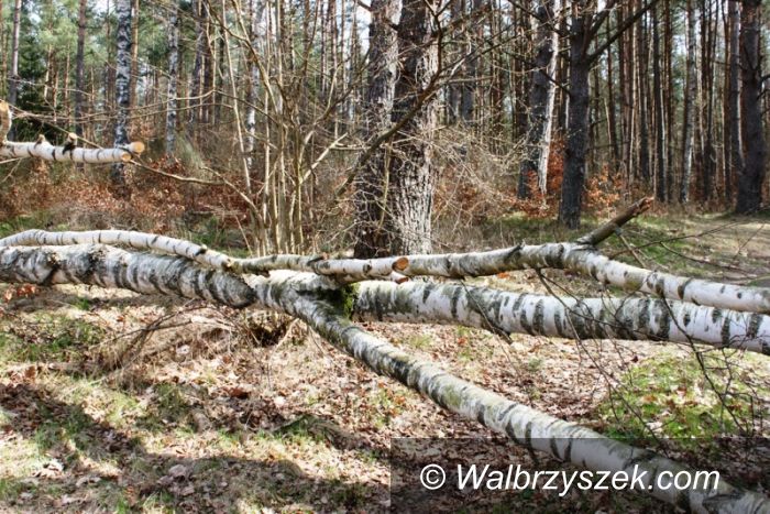 Wałbrzych: Kradł brzozę na ulicy Beethovena