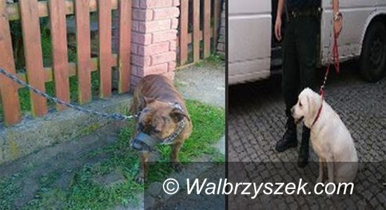 Wałbrzych: Porzucone psy