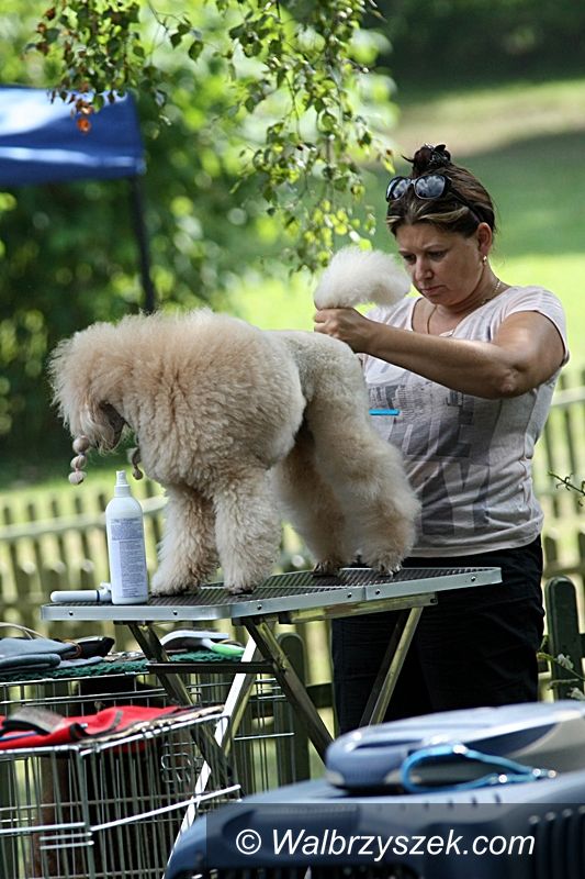 Książ: "The Miss Daisy Dog Show" w Książu