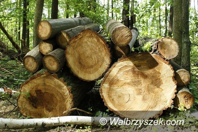Wałbrzych: Kradli drewno