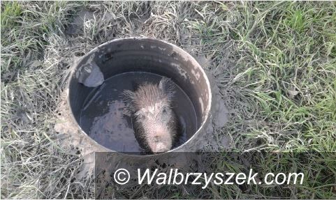 Wałbrzych: Dzik w beczce