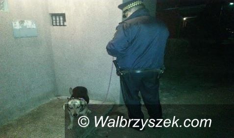 Wałbrzych: Kolejny porzucony psiak