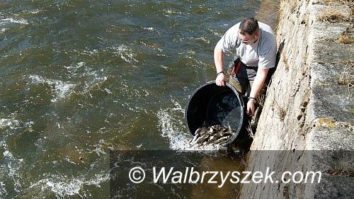 Wałbrzych: Wędkarze wypuszczą do wałbrzyskich rzek prawie 800 tys. młodych pstrągów