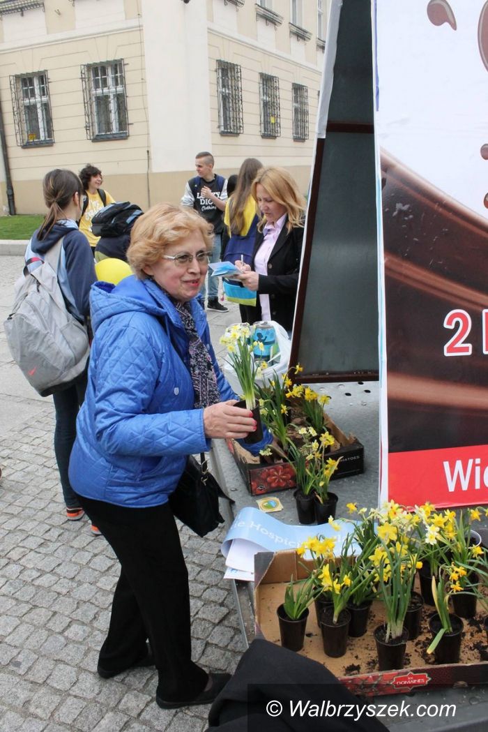 Świebodzice: Świebodzice: Żonkile niosące nadzieję