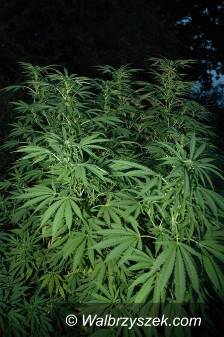 Region: Zlikwidowana plantacja