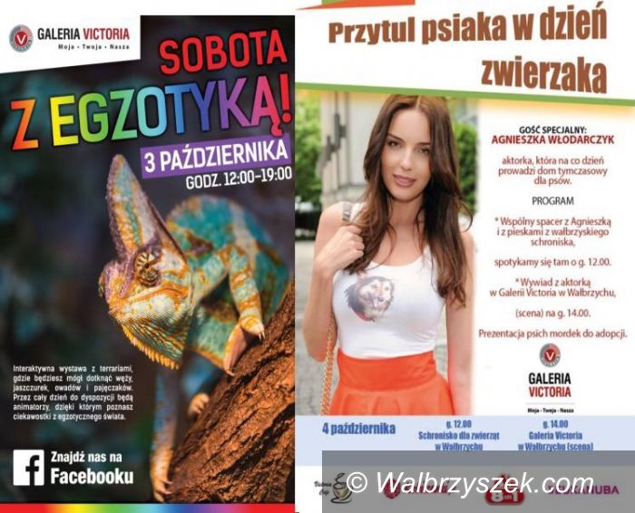Wałbrzych: Egzotyczna Sobota i Agnieszka Włodarczyk w Galerii Victoria