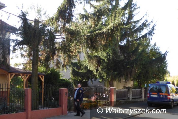 Świdnica: Świdnica: Ostrożnie z wycinką i przycinką drzew