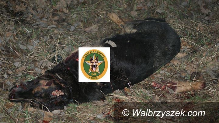 Wałbrzych: Poszukujemy sprawcy bestialskiego morderstwa psa