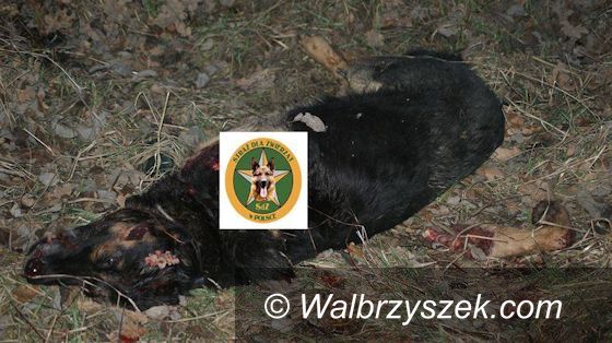 Wałbrzych: Sprawca nadal poszukiwany – nagroda coraz wyższa