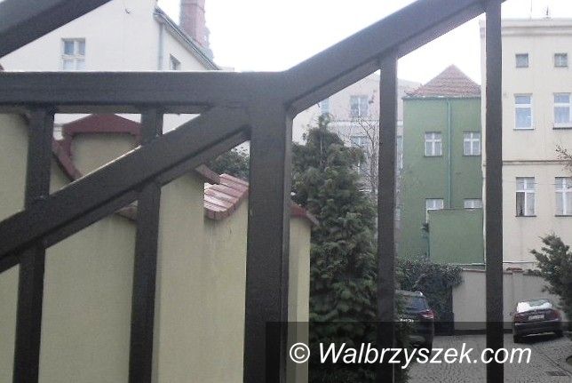 Świdnica: Świdnica: Porzucili psy