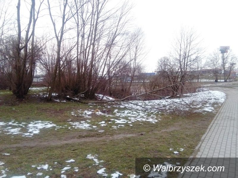 Wałbrzych: Wyrwane drzewo