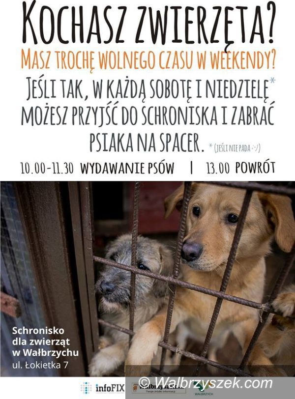 Wałbrzych: Trwa Akcja Bieg na 6 Łap!