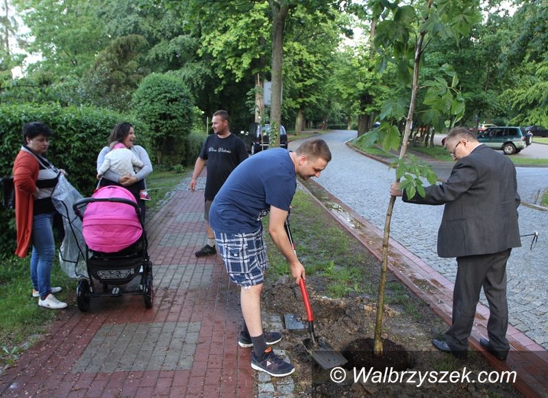 REGION, Szczawno Zdrój: Posadzili drzewka