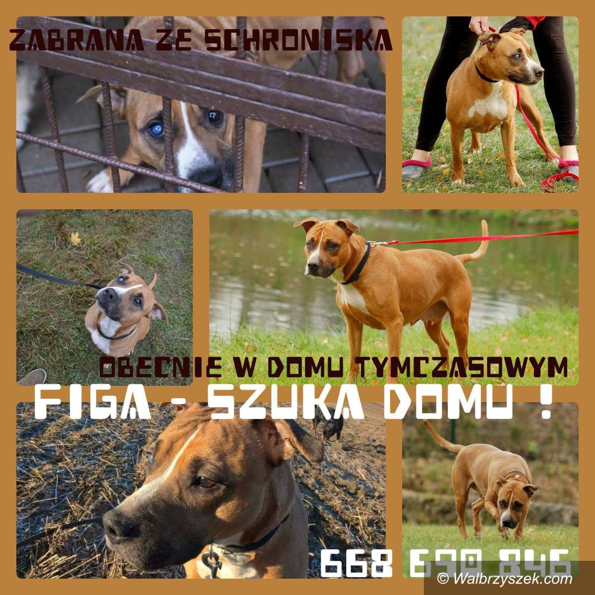 Wałbrzych: Figa czeka w kolejce do adopcji