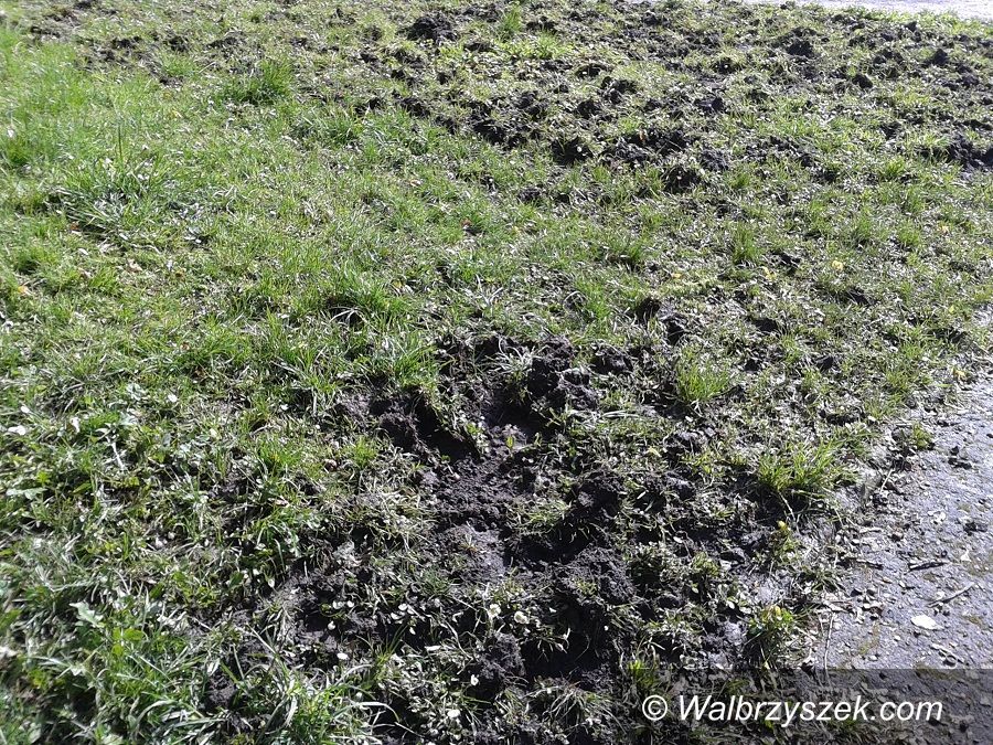 Wałbrzych: Krajobraz po dzikach