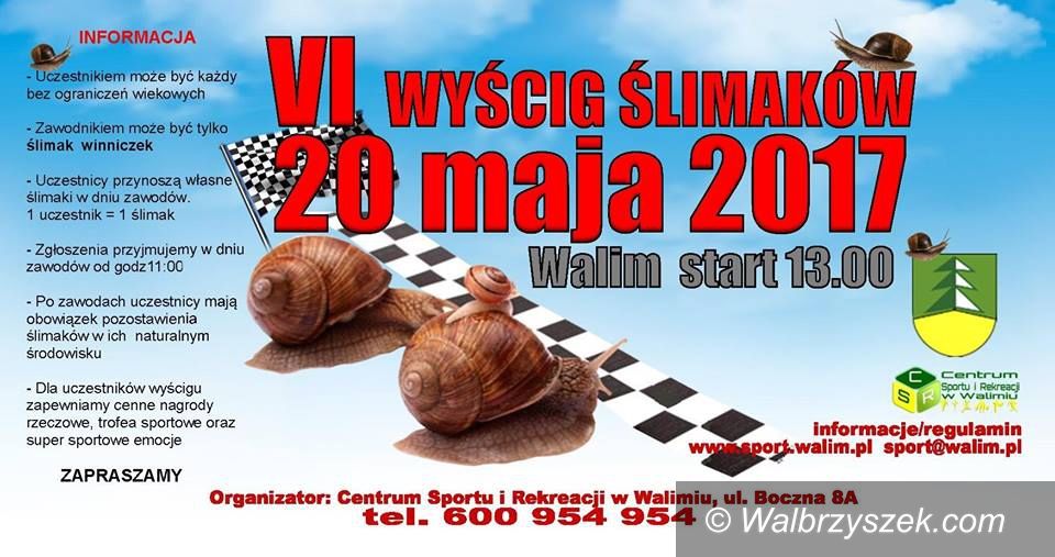 REGION, Walim: Zapraszamy na VI Wyścig Ślimaków Winniczków