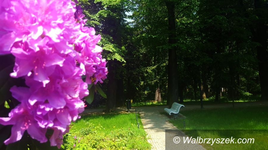 Wałbrzych: W Zamku Książ zakwitły rododendrony