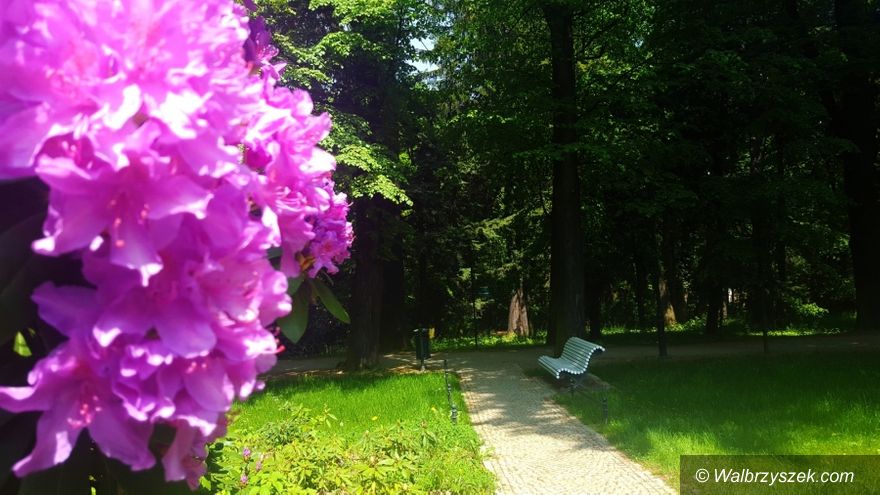 Wałbrzych: W Zamku Książ zakwitły rododendrony