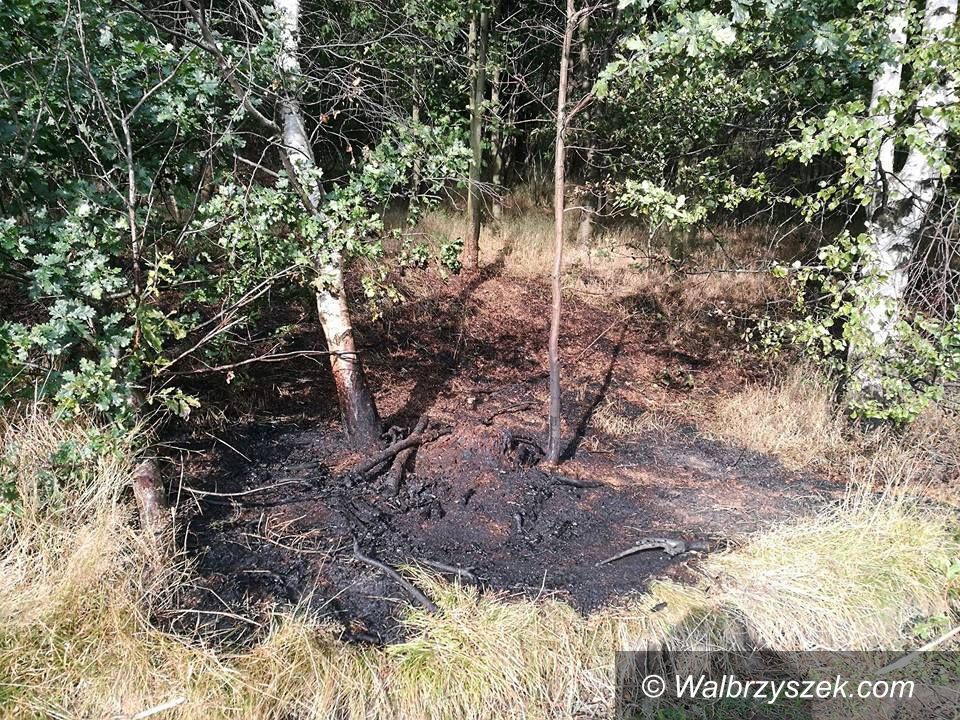 REGION, Boguszów-Gorce: Niedopałek mógł spowodować poważny pożar