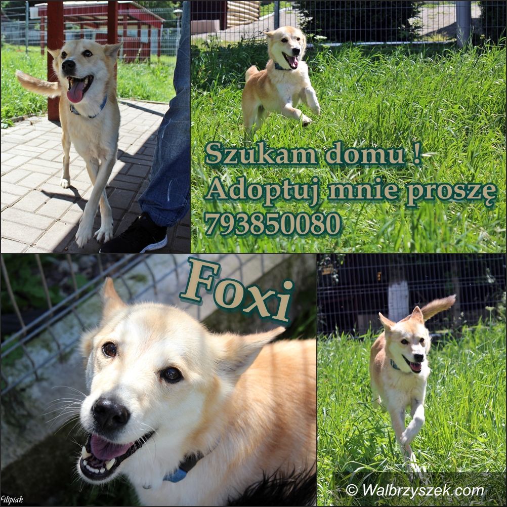 Wałbrzych: Urocza Foxi do adopcji