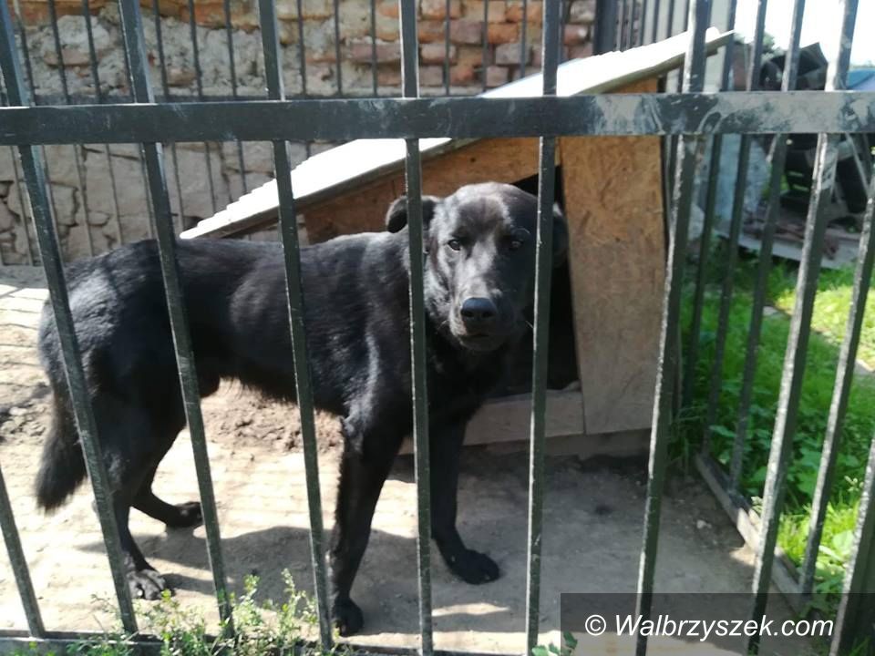 REGION, Świebodzice: Interweniowali w Świebodzicach – odebrali psa