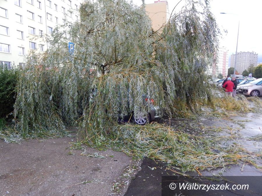 Wałbrzych/REGION: Wichura łamała drzewa jak zapałki