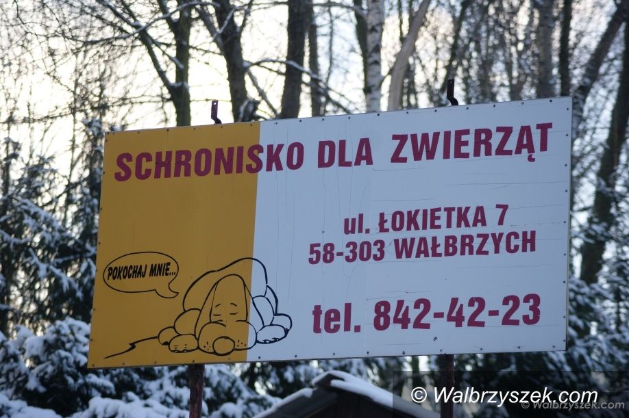 Wałbrzych: Mikołajki dla czworonogów