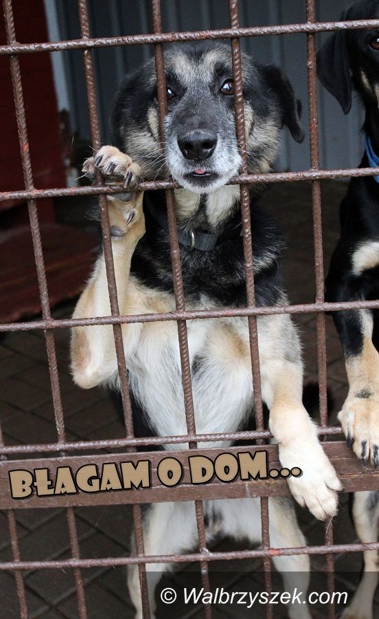Wałbrzych: Szafir do adopcji