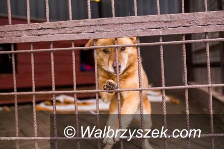 Wałbrzych: Pomoc dla schroniska