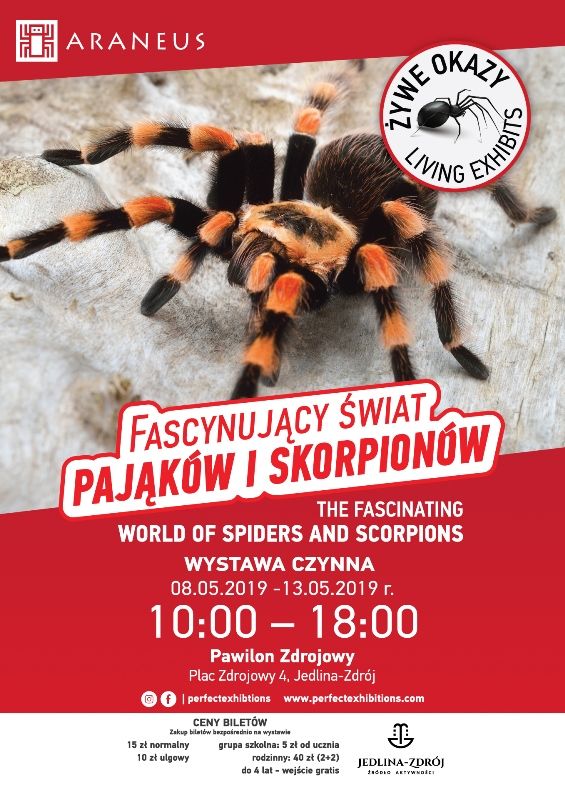 REGION, Jedlina-Zdrój: Miłośnicy pająków mają okazję obejrzeć ciekawą wystawę