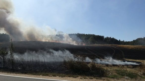 REGION, Stare Bogaczowice: Leśne kamery dadzą odpowiedź?