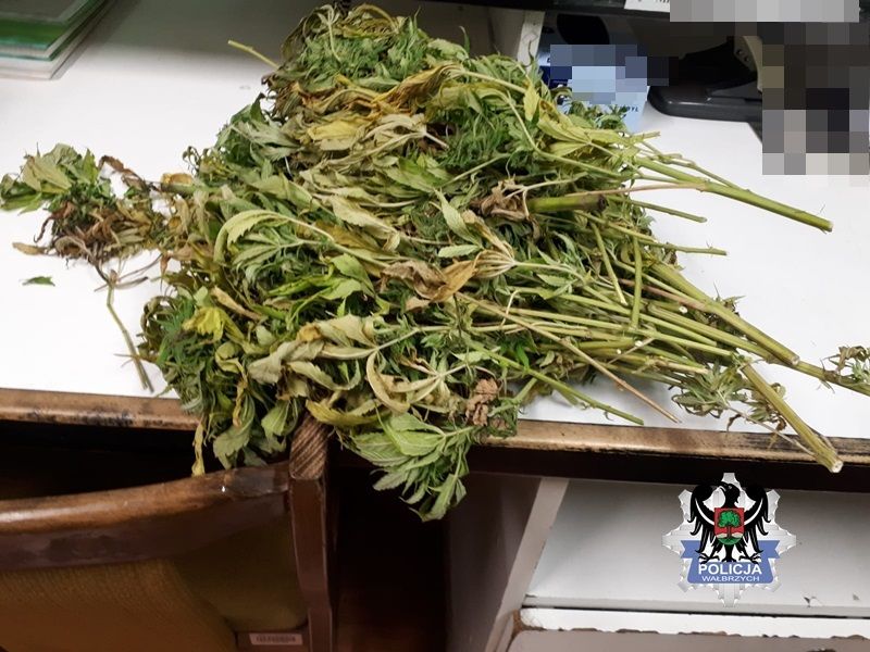Wałbrzych: Marihuana na sznurku