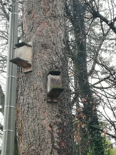 REGION, Szczawno-Zdrój: „Wiewiórkowa” sprawa